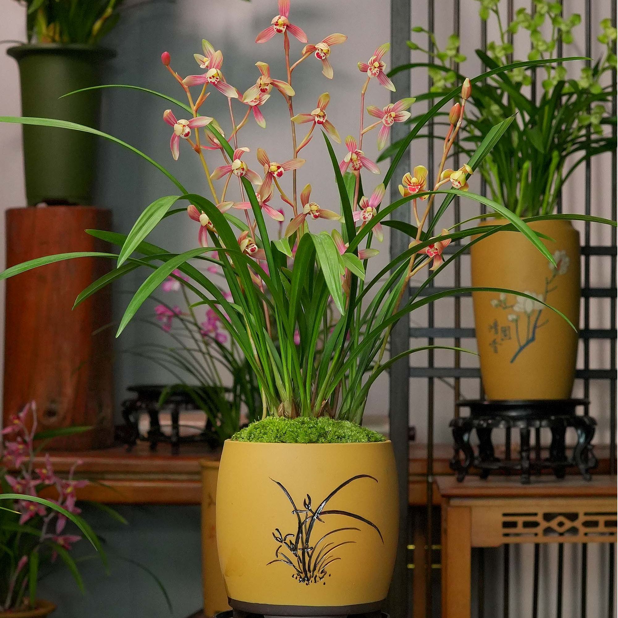 铭品建兰【入画江南】带花苞兰花带盆栽种好室内室外好养兰花盆栽