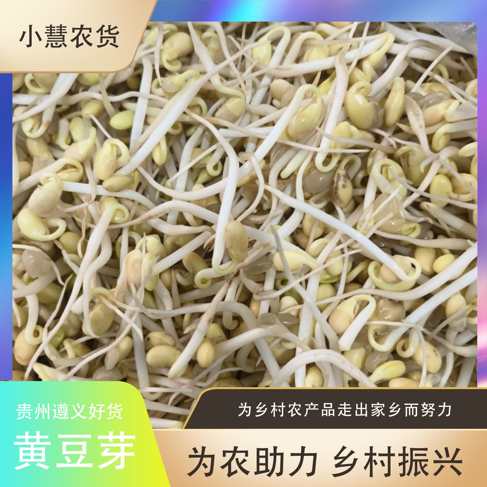 黄豆芽农家自生黄豆豆芽