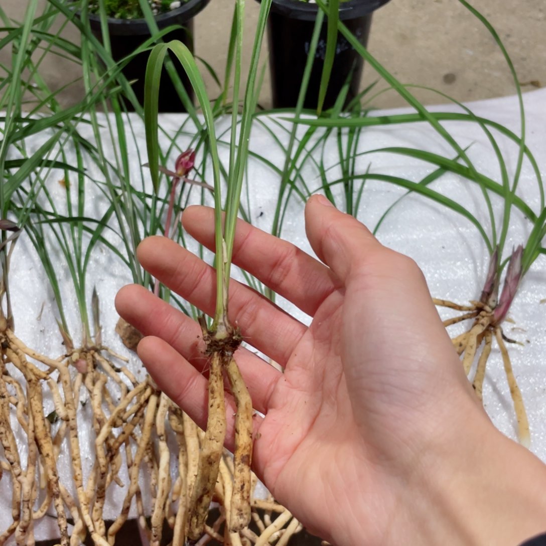 啊***水完全开放12344556