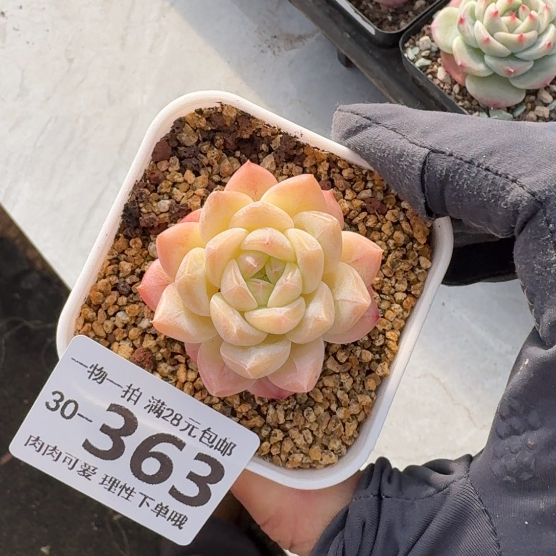 美梦无盆土发货无