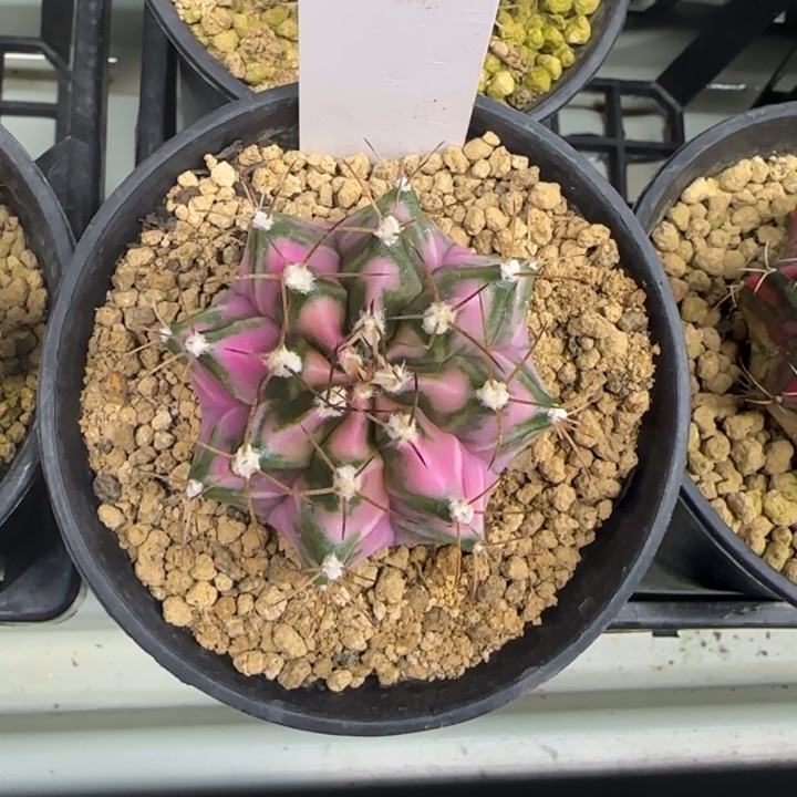 26-0210粉钻脱土发多肉