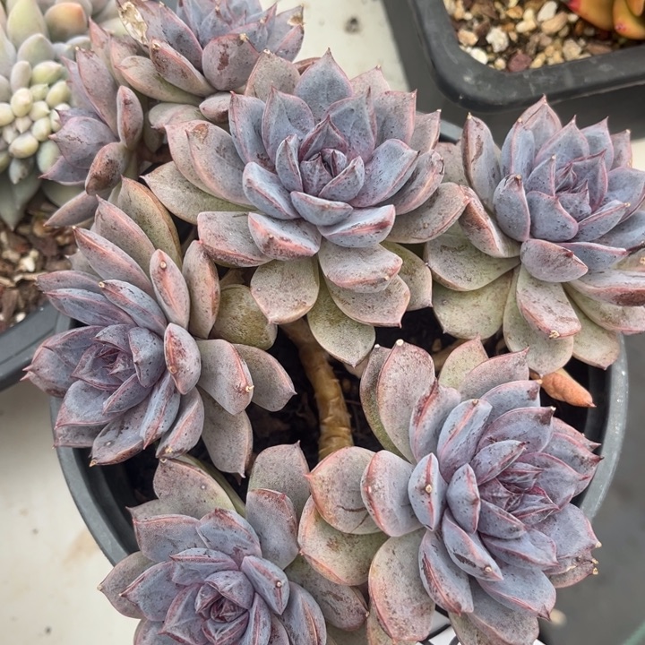 紫薰2308多肉植物