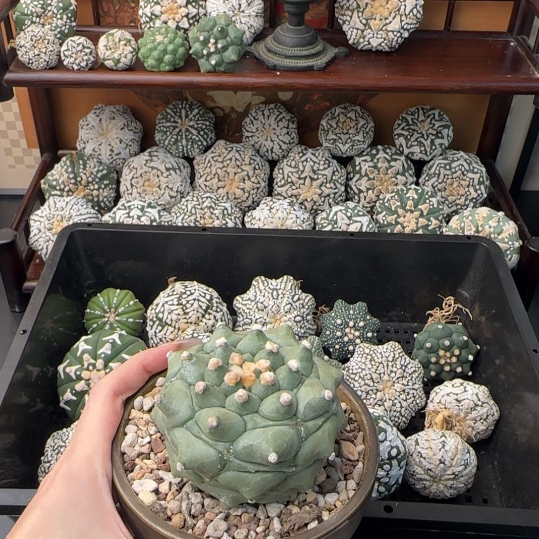 多***叔泰兜龟甲专拍不退换