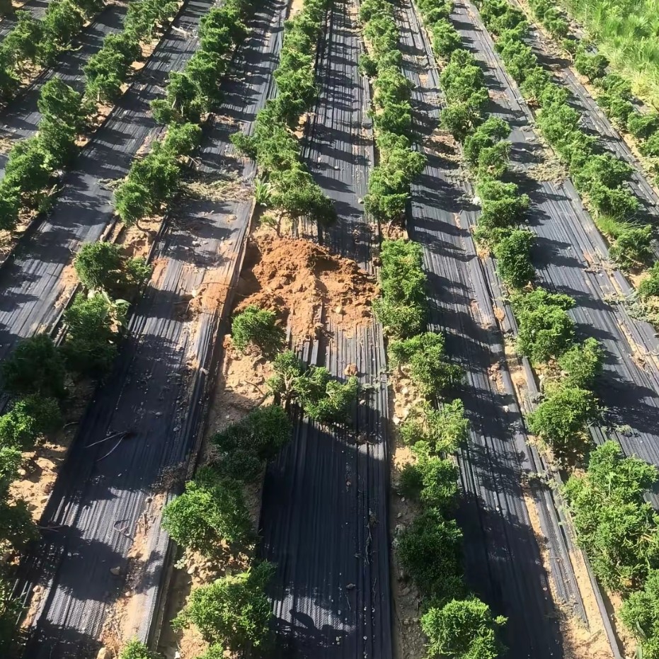 济州真柏盆景素材拍品链接