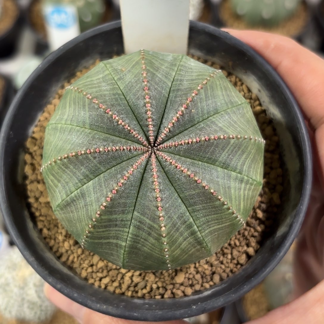500实生欧版布纹球带盆带土发货
