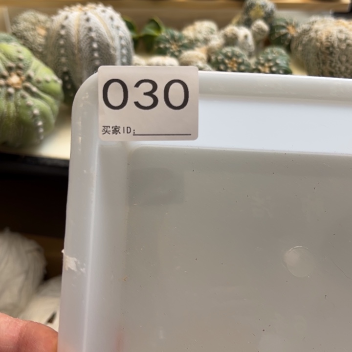 ****狗兜星球仙人球030号
