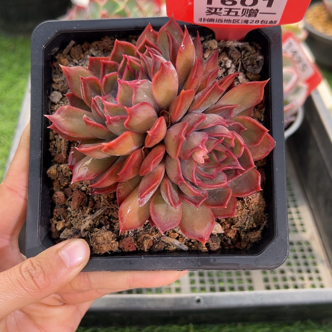 表妹精品多肉1601.