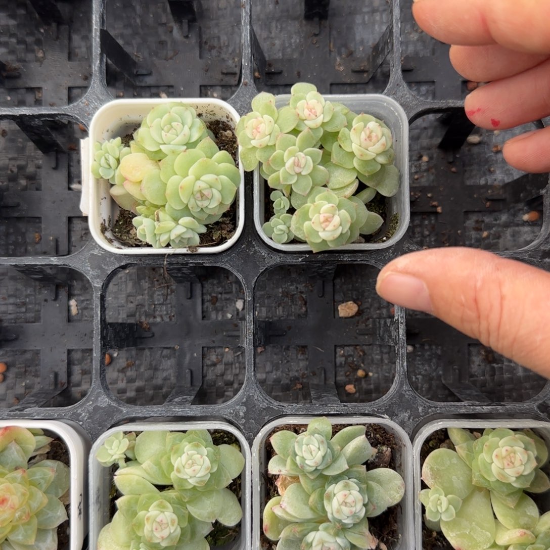 纸鸢4号／5号散盆4床一个满25包邮