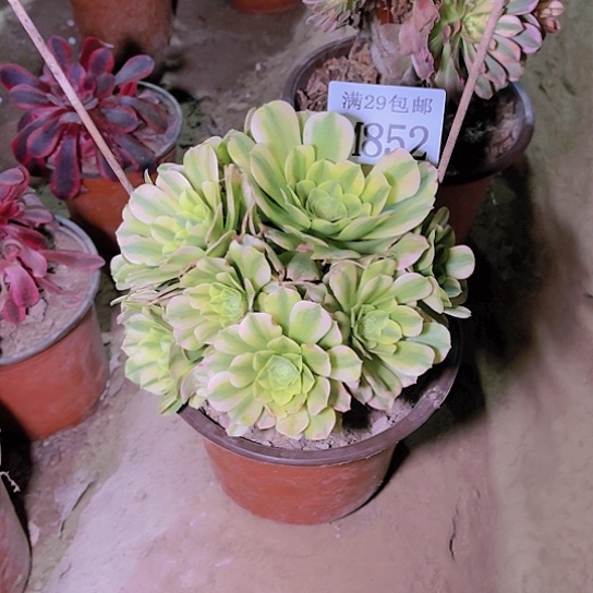 852金丝翡翠多肉植物