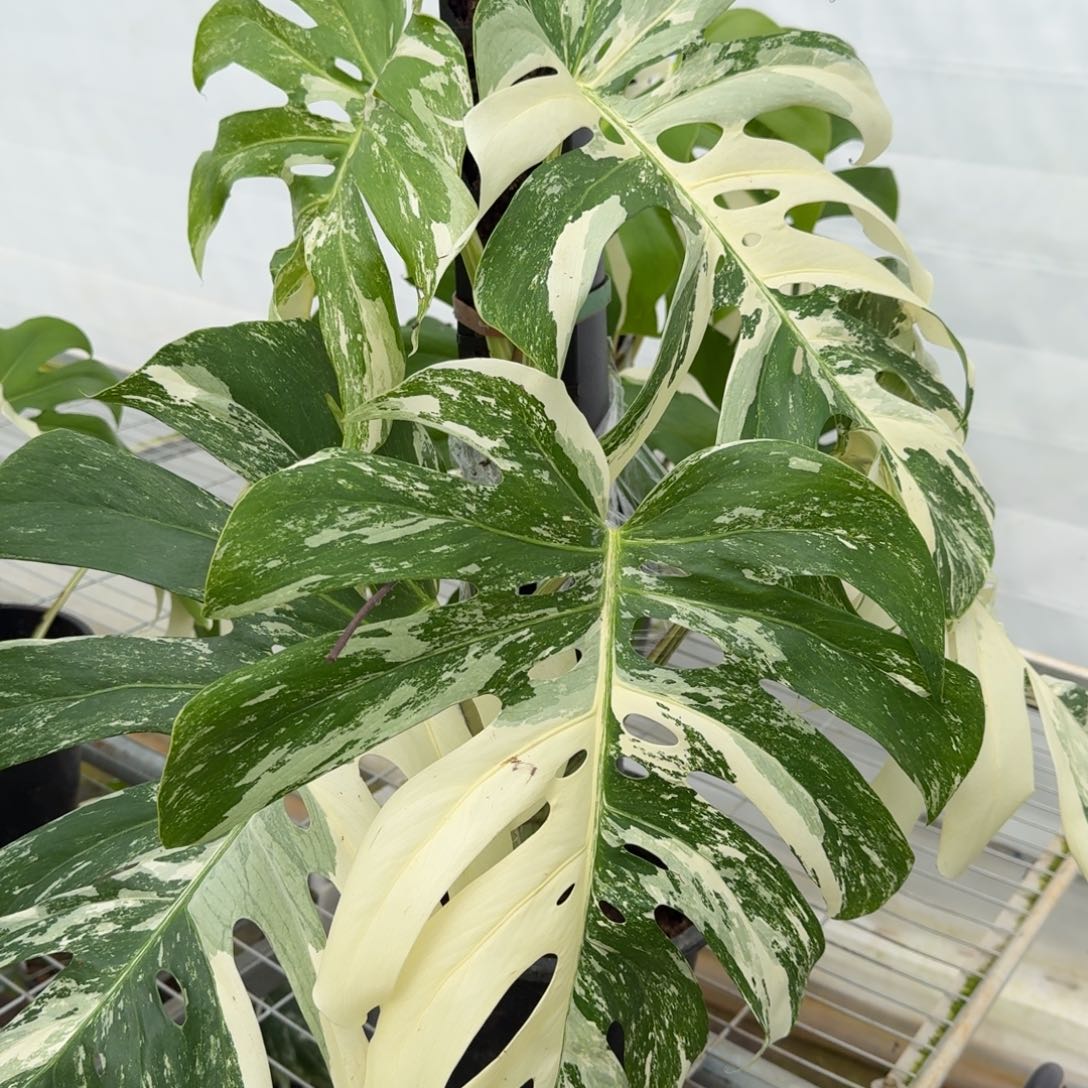 无花朵白锦龟背竹