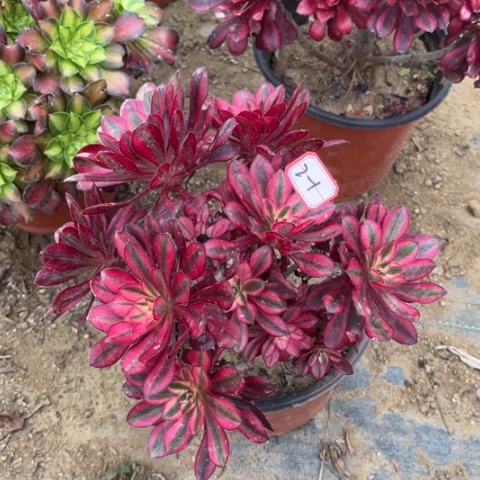 2-1香奶奶朵朵多肉植物