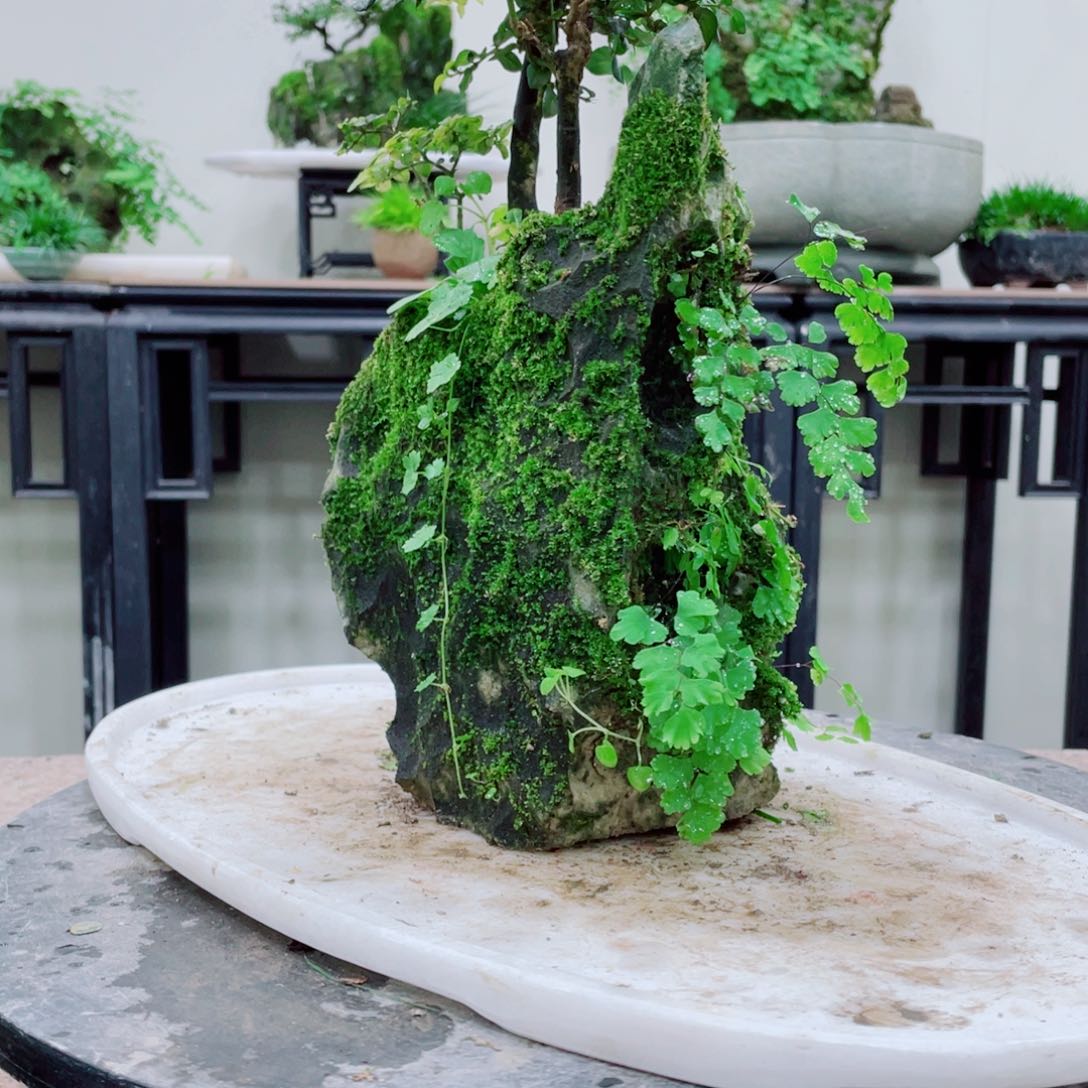 无铅玻璃郑*铁线蕨的一个分支叫做