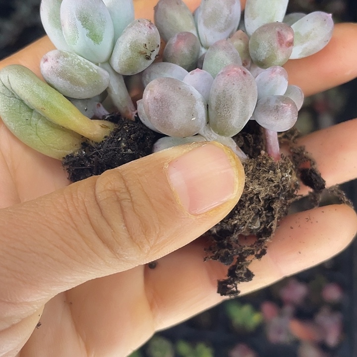 米可奶双头随机发满18包邮