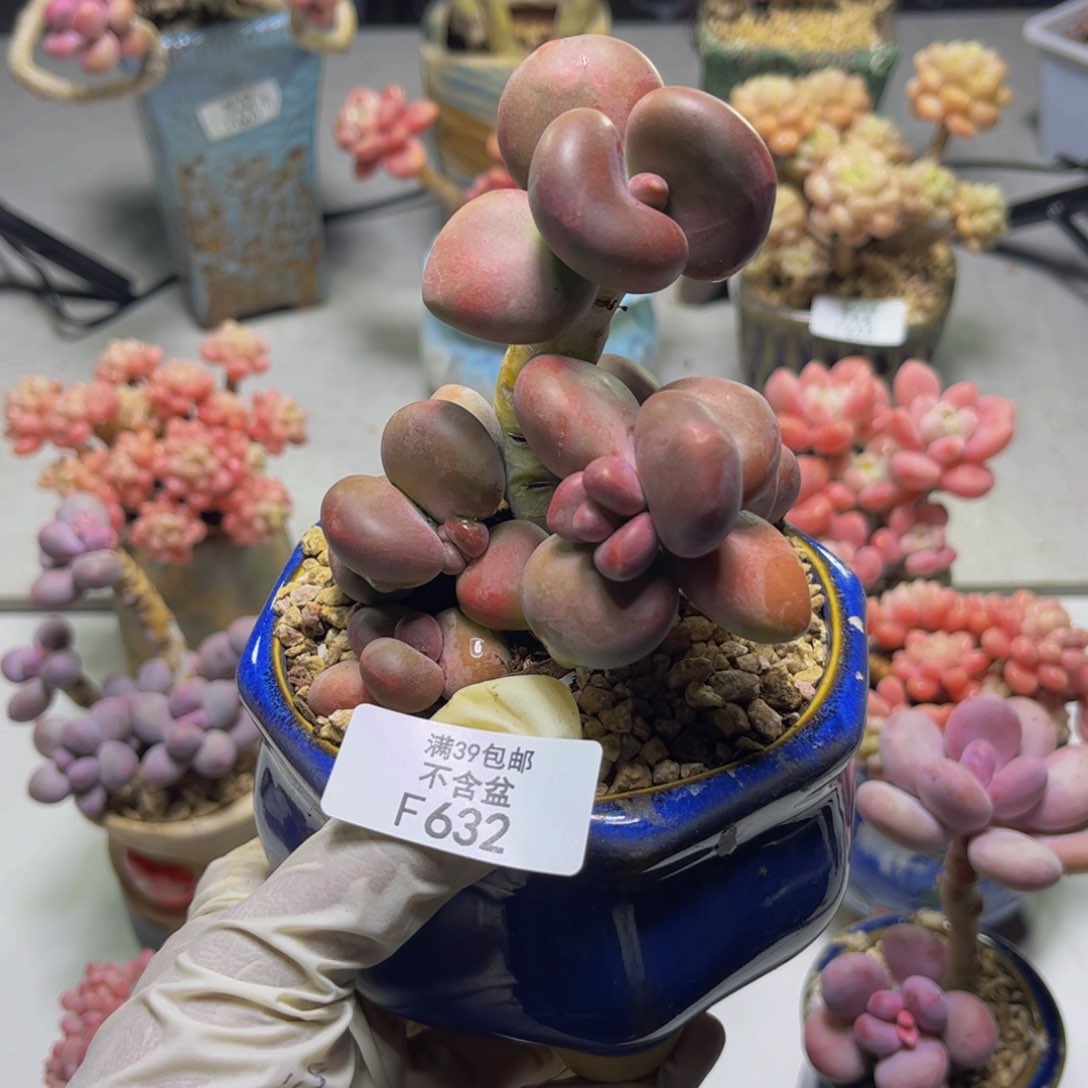 芒果奶632/9.5cm多肉