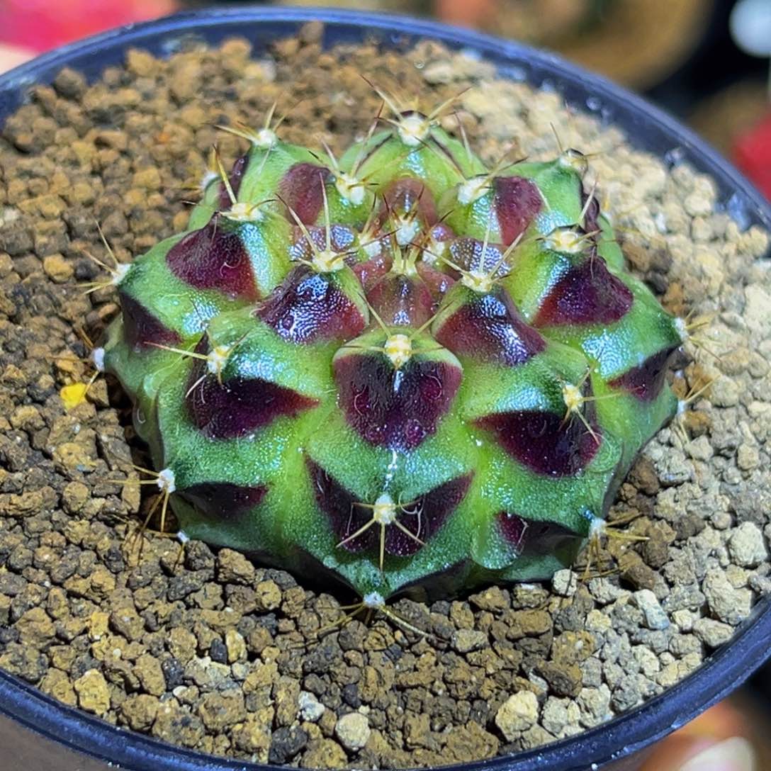 花环b 米哈仙人球