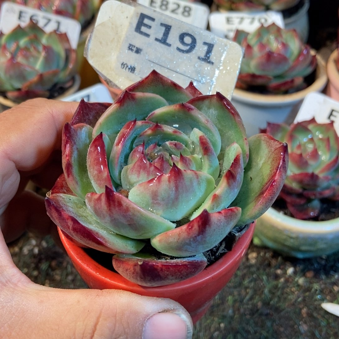 惊鸿一瞥191号楼多肉