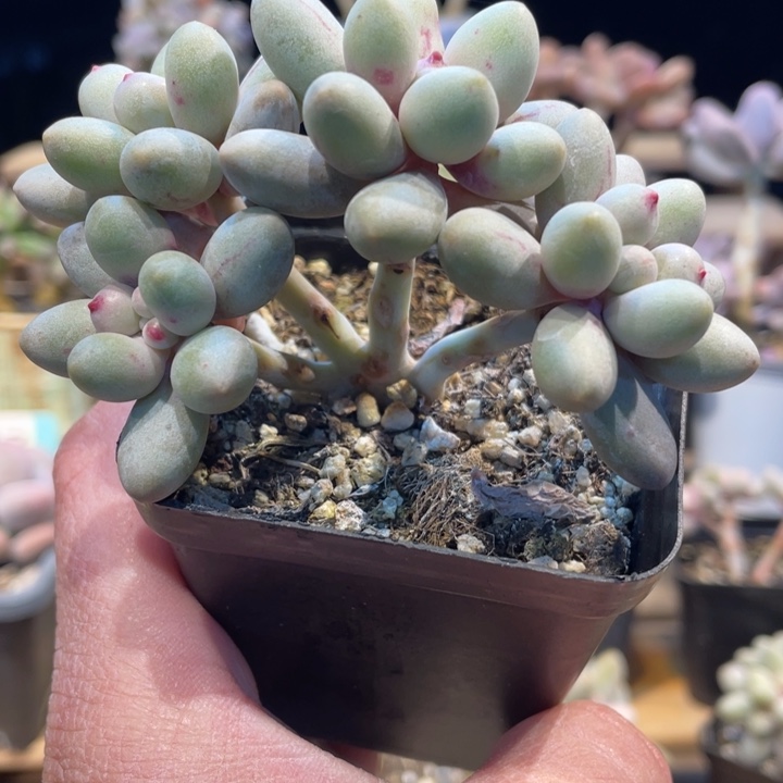 桃花奶676哈的多肉啊