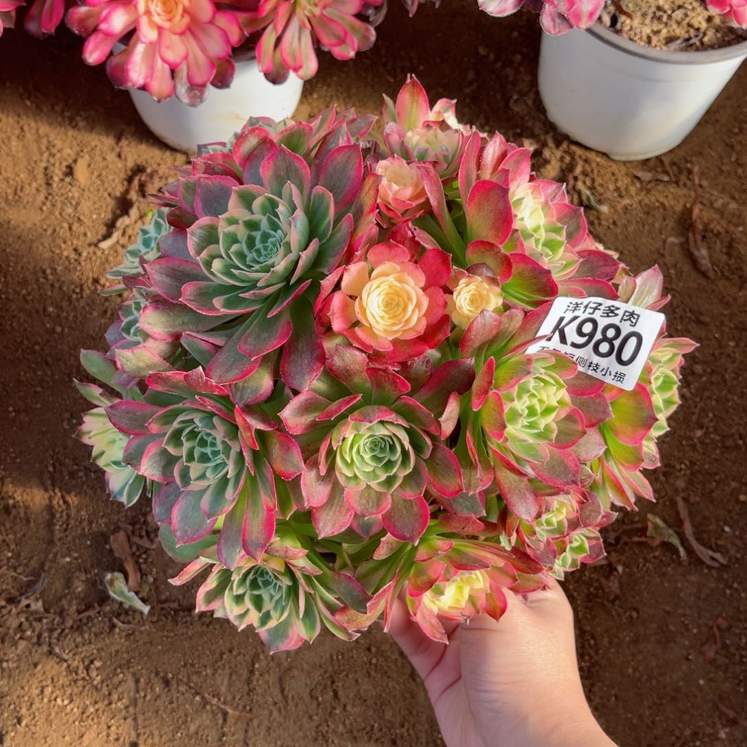 980海王 冠幅25左右