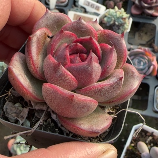 361紫水晶多肉植物多