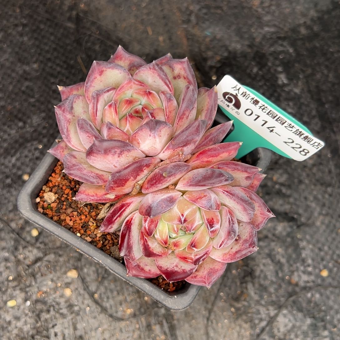 从前慢多肉精选编号0114.228