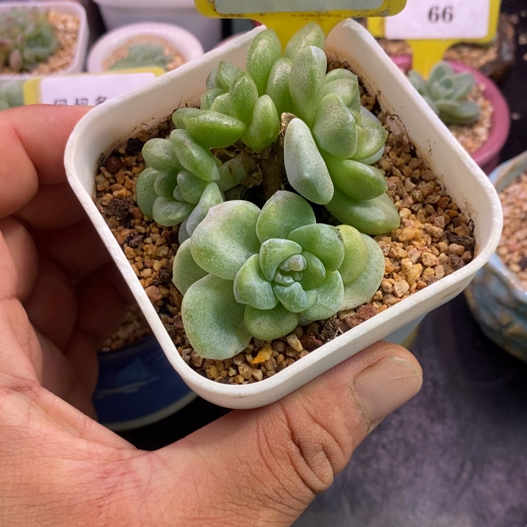 698冰玉石化趴地四头，带拉丝