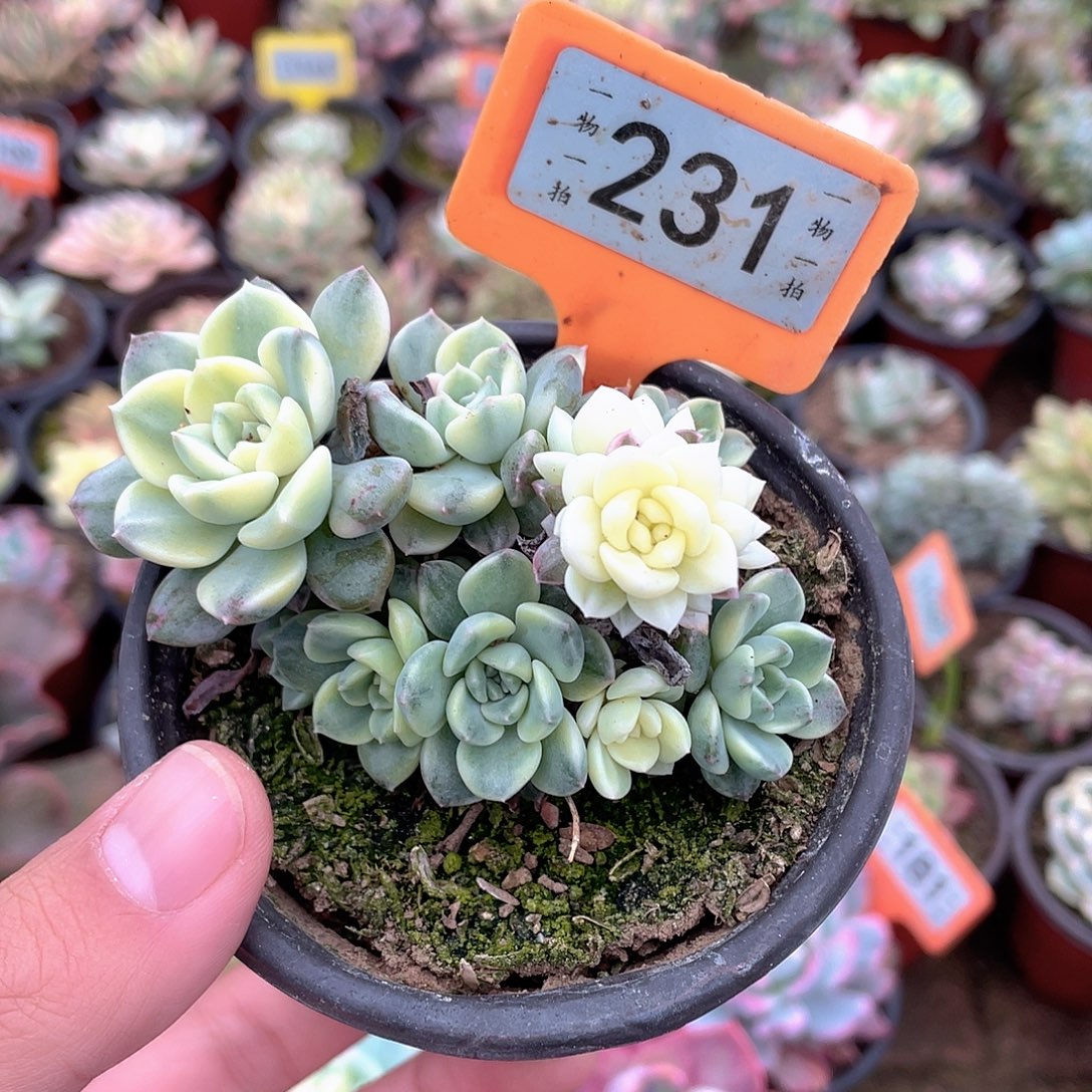 231号多肉植物盆栽