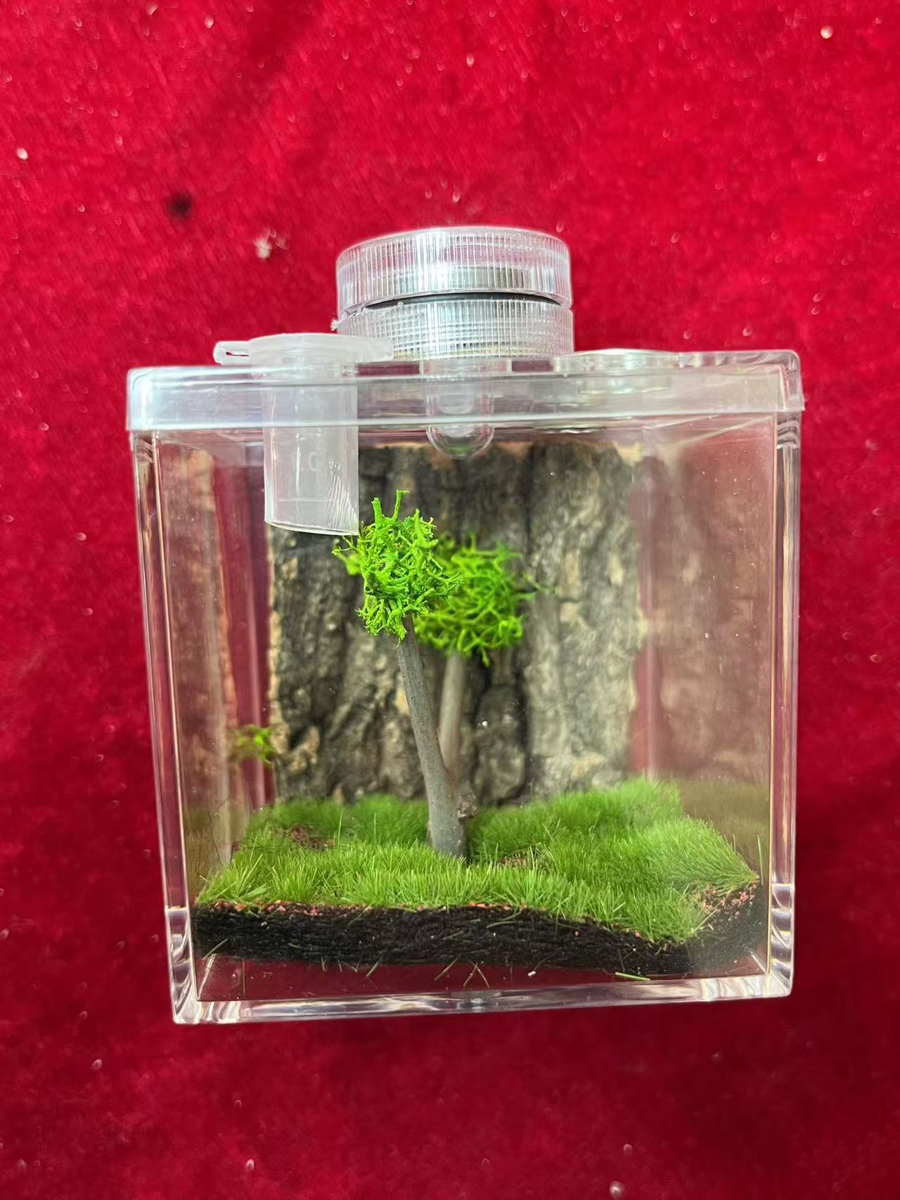 鸣虫饲养生态盒蛐蛐竹蛉电报蛉等小鸣虫饲养器具造景高透饲养盒