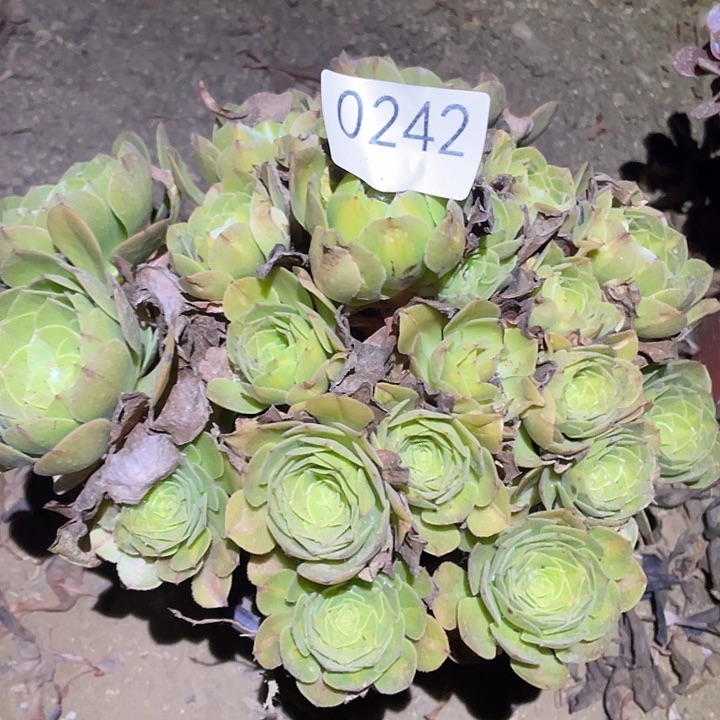 多肉植物法师242万圣节