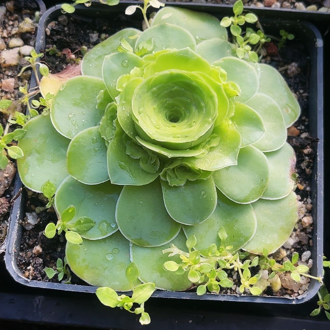 蕾丝朵丽娅 非偏远包邮 多肉