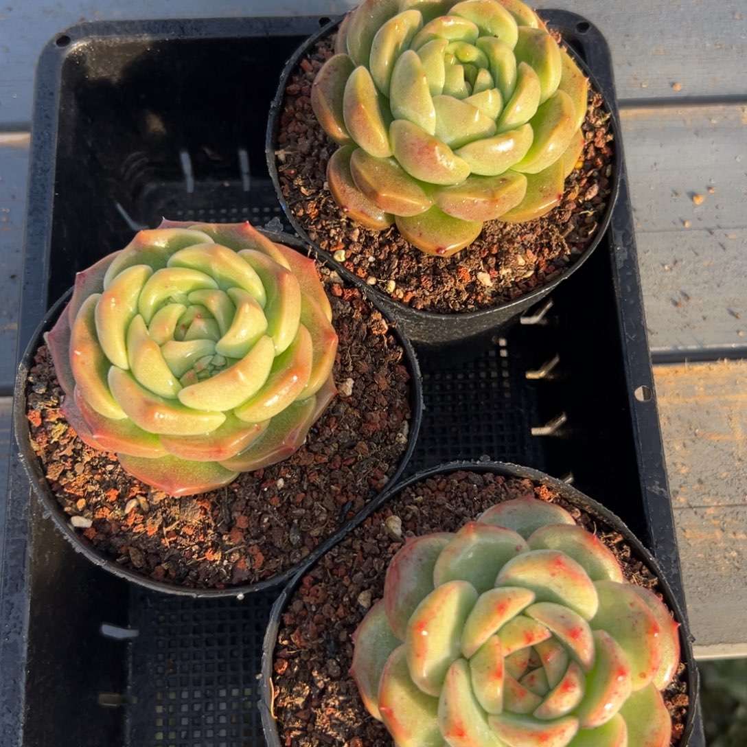 从前慢花园多肉编号1129-261