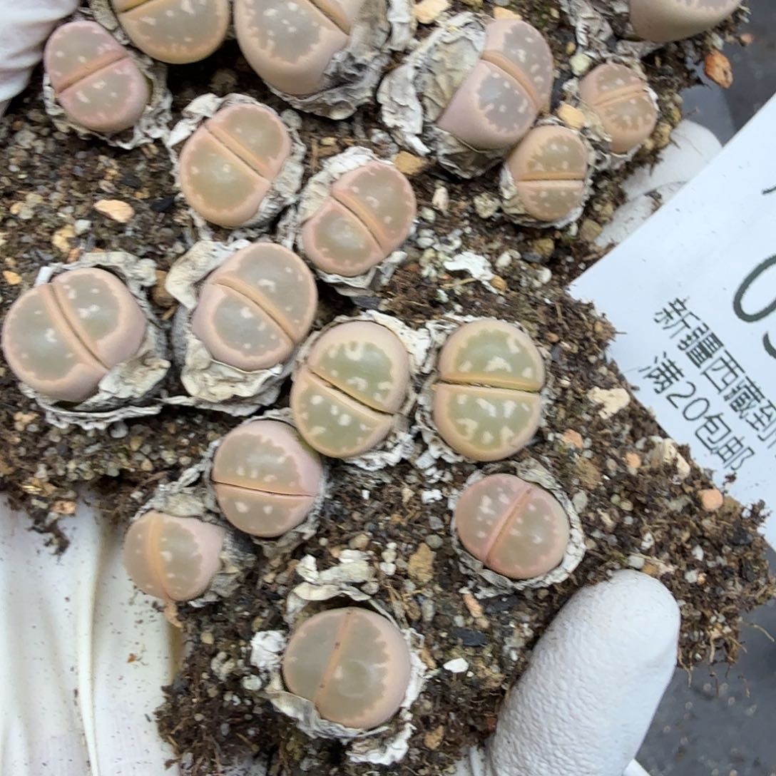 这个点睡起来都会梦中033哈哈