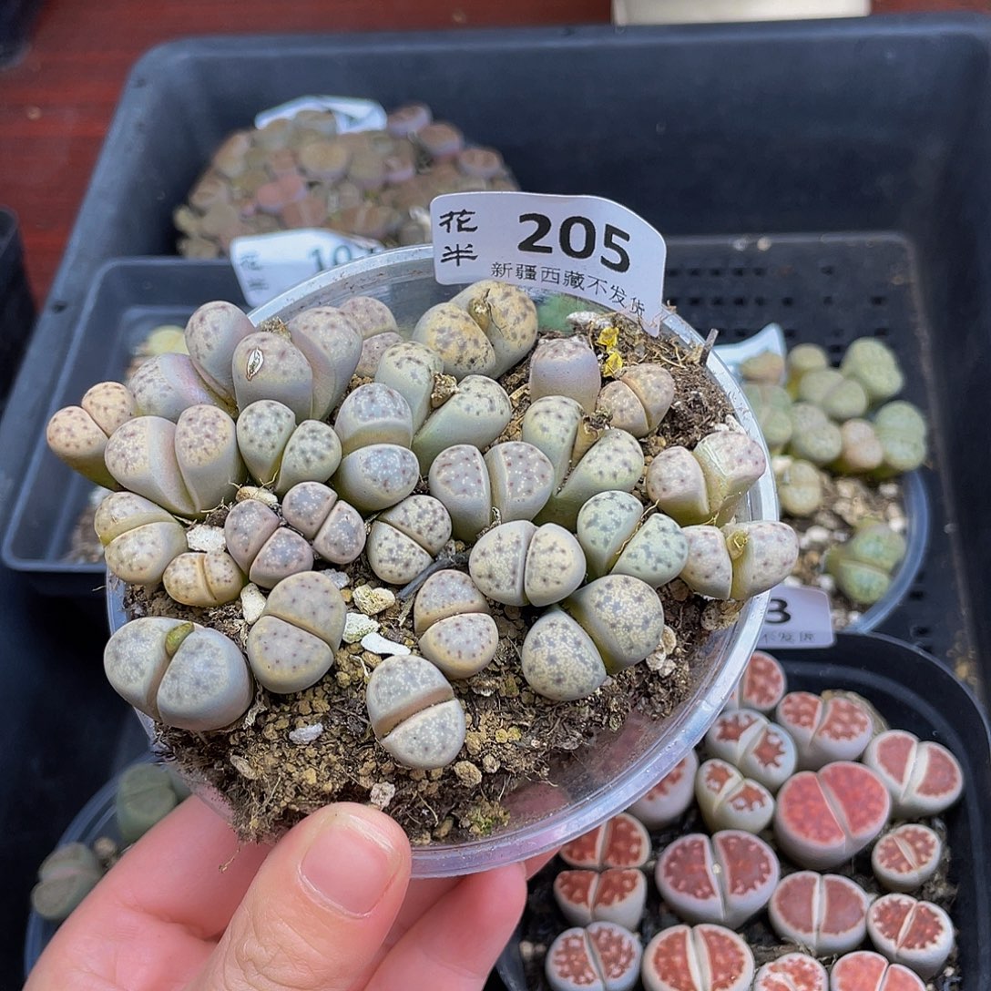 2050000000花花花花花花花