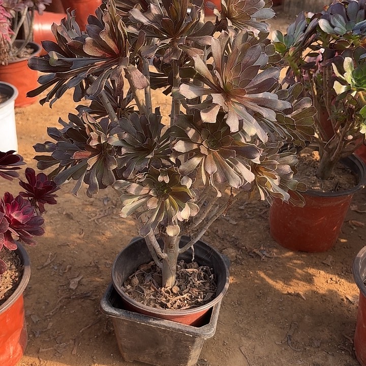 多肉植物法师灰法10