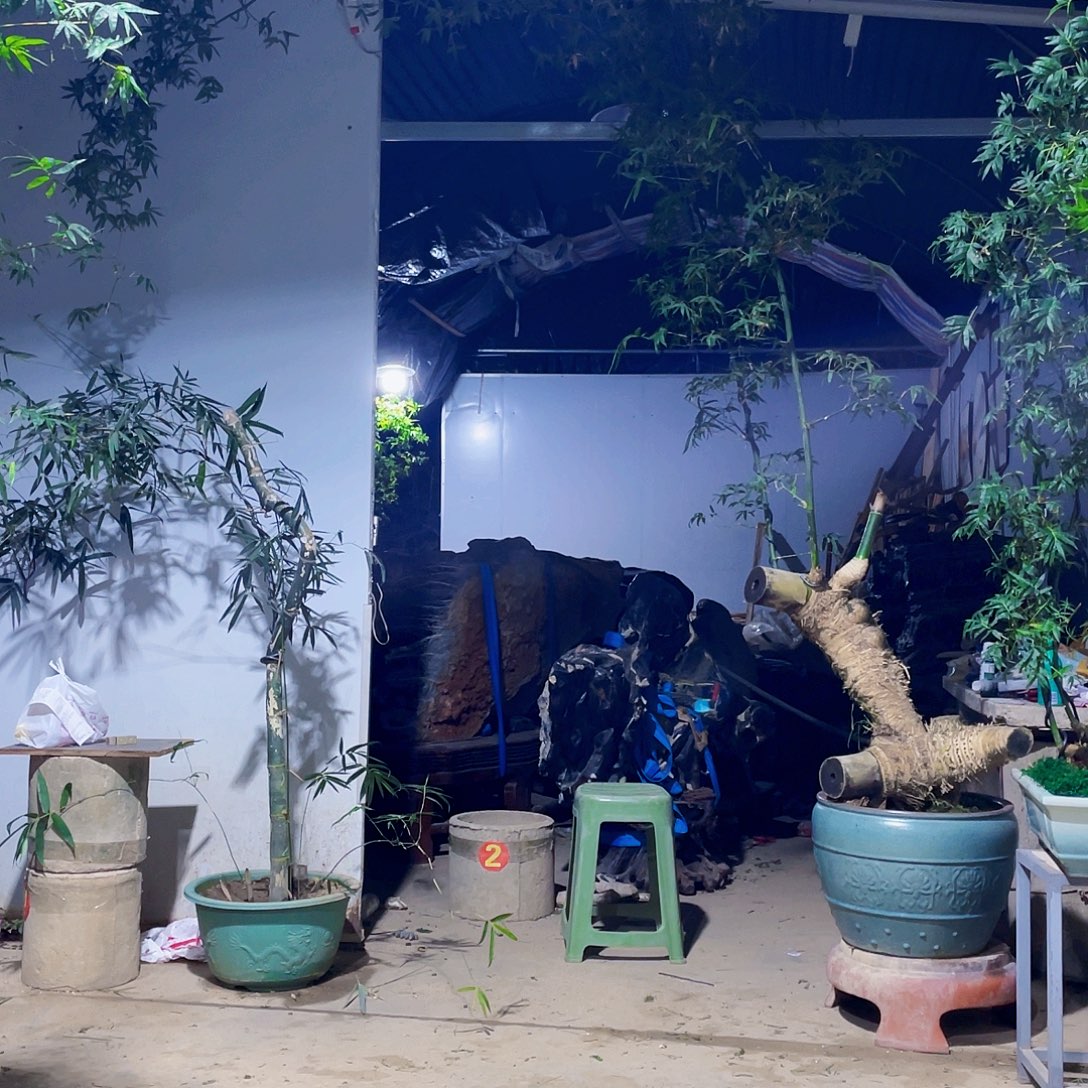 家***店无花朵小叶簕竹熟桩陶瓷盆一物一拍