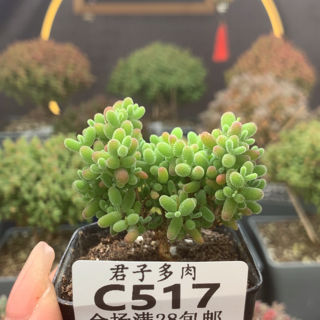c517蜜橘枝干番杏