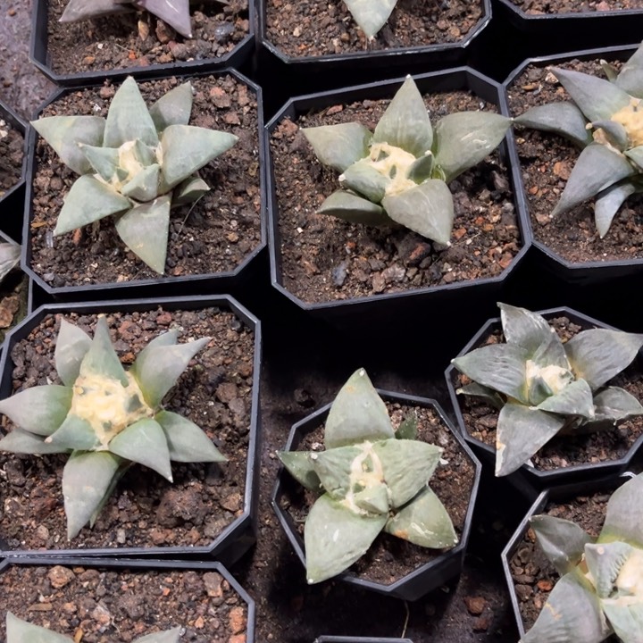 实生岩牡好养皮实