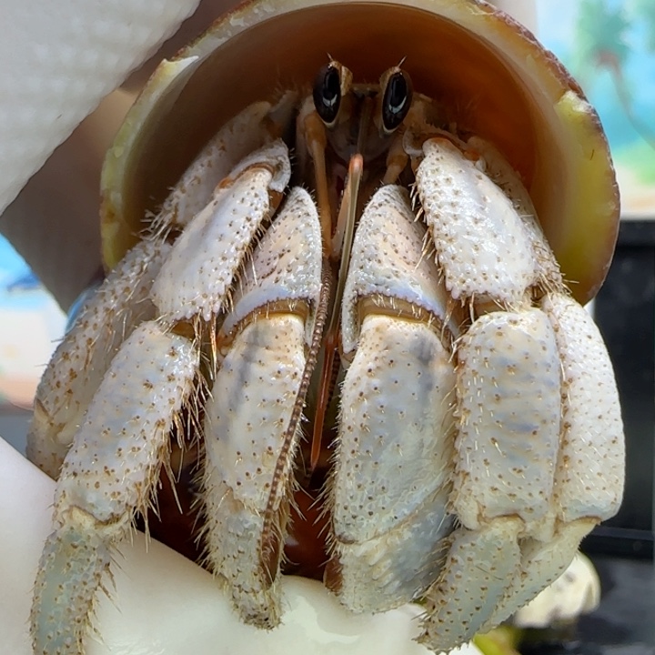 A80氤氲蓝 灰白2.3cm口径