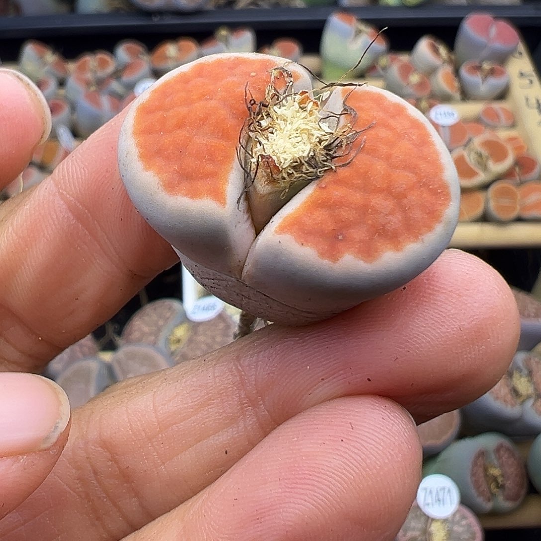 4179带点丝绒感几何冰橙三代选拔株福利