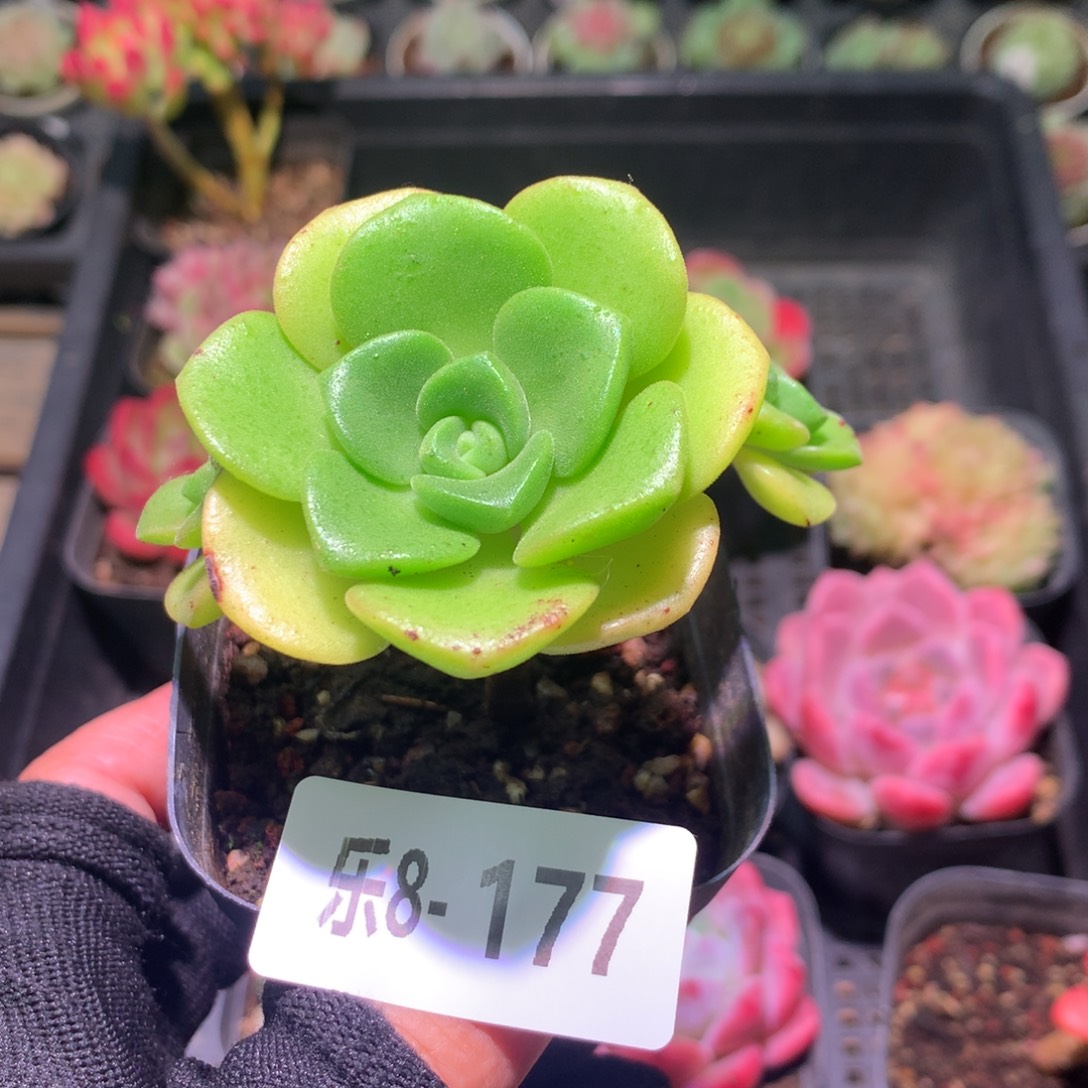 乐然 8-177 百合丽丽 