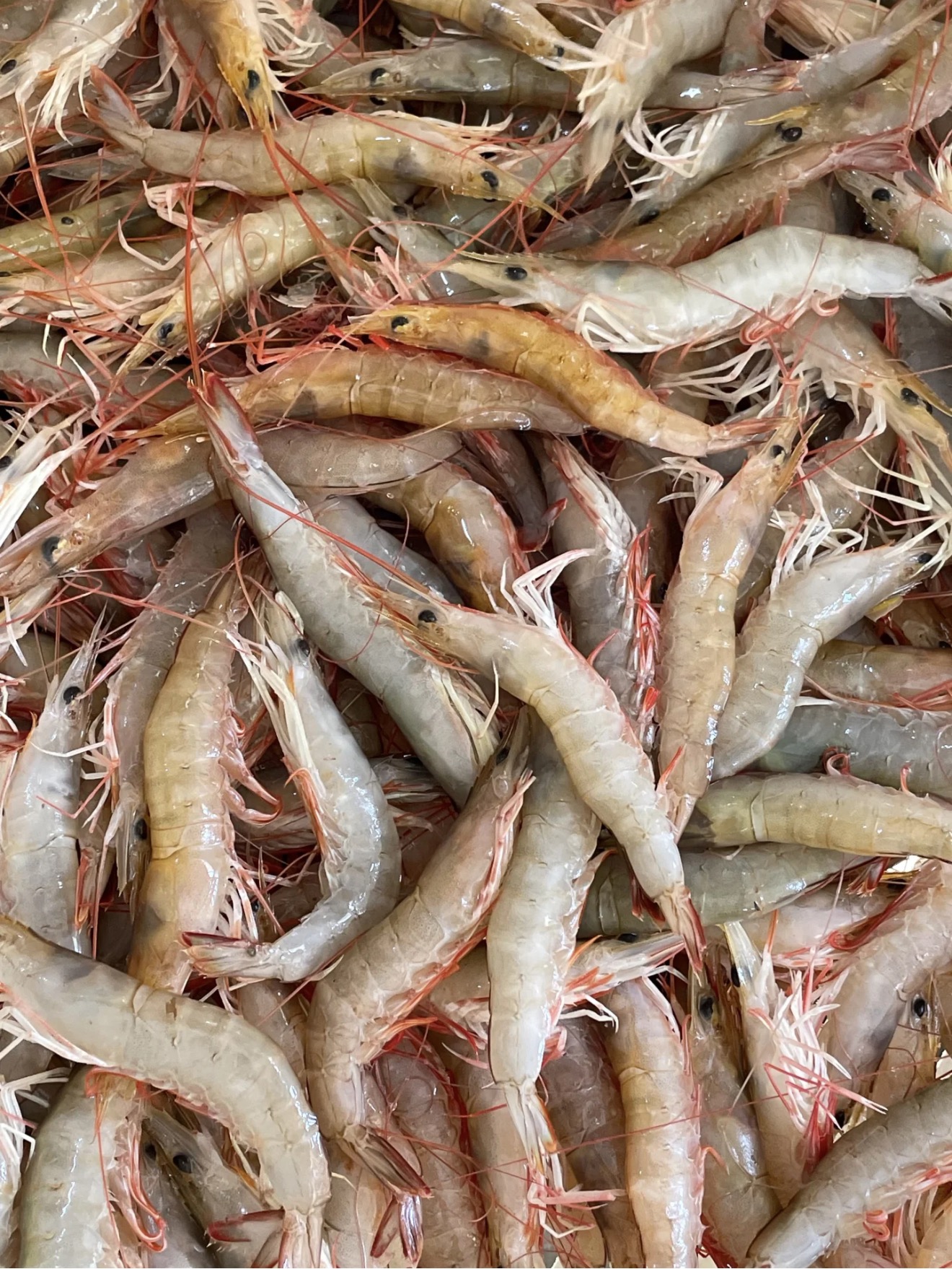 麻虾 沙卢虾3斤  阳江东平中心渔港 冷链配送 南海纯野生红须虾