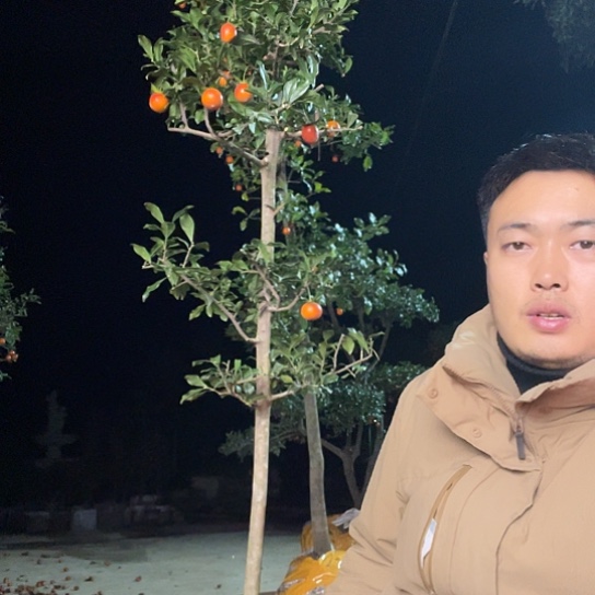 无花朵金弹子庭院原生品种