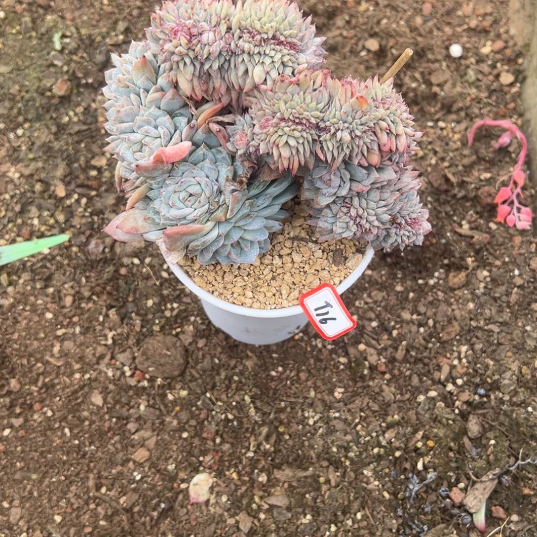 随***）精品多肉植物老桩