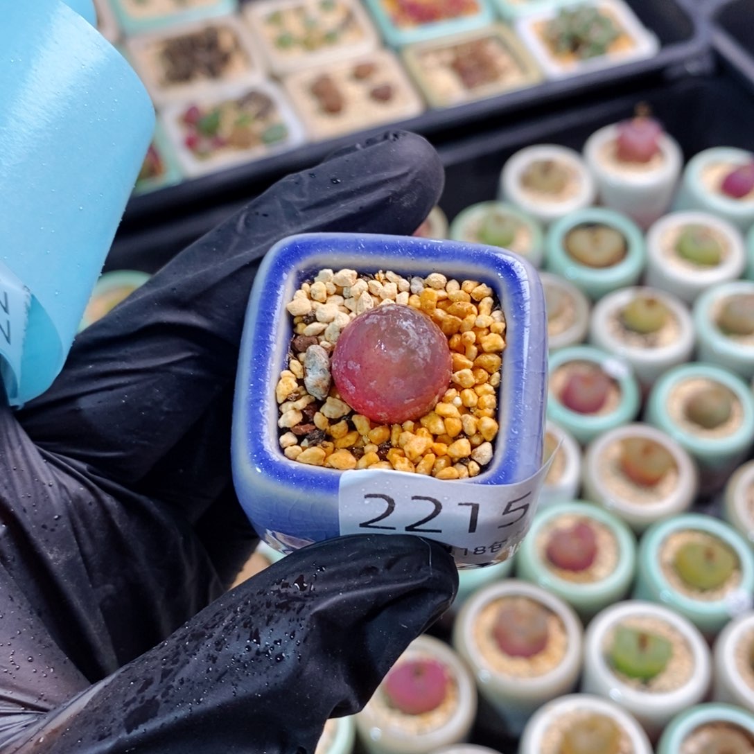 2215-一物一拍 带盆发