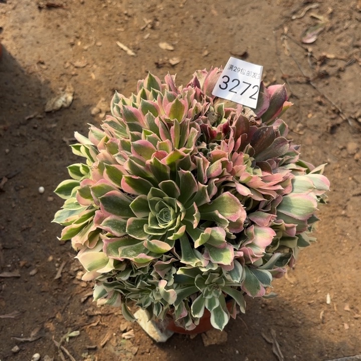 白凤多肉法师3272