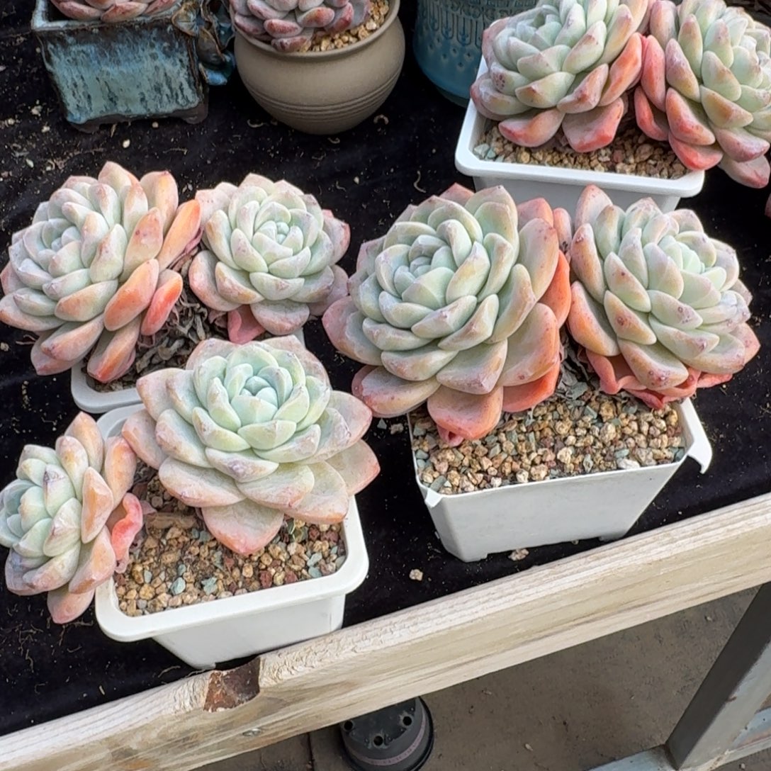 *****三颗冰玉，专拍链接