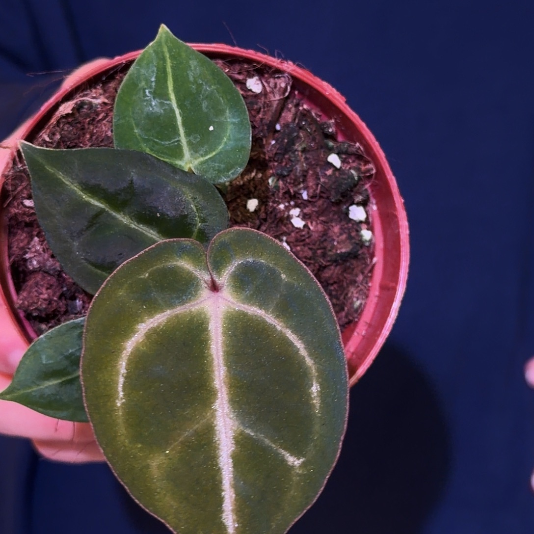 完全开放V155紫K  