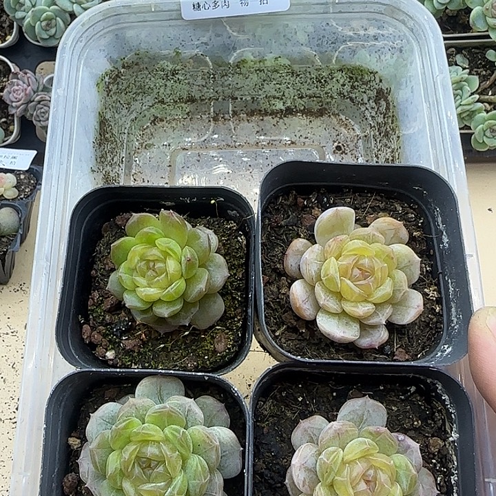 糖心多肉一物一拍43号