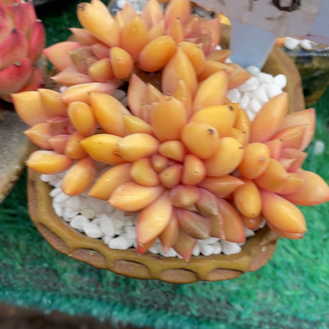 芜***.多肉植物盆栽多肉的