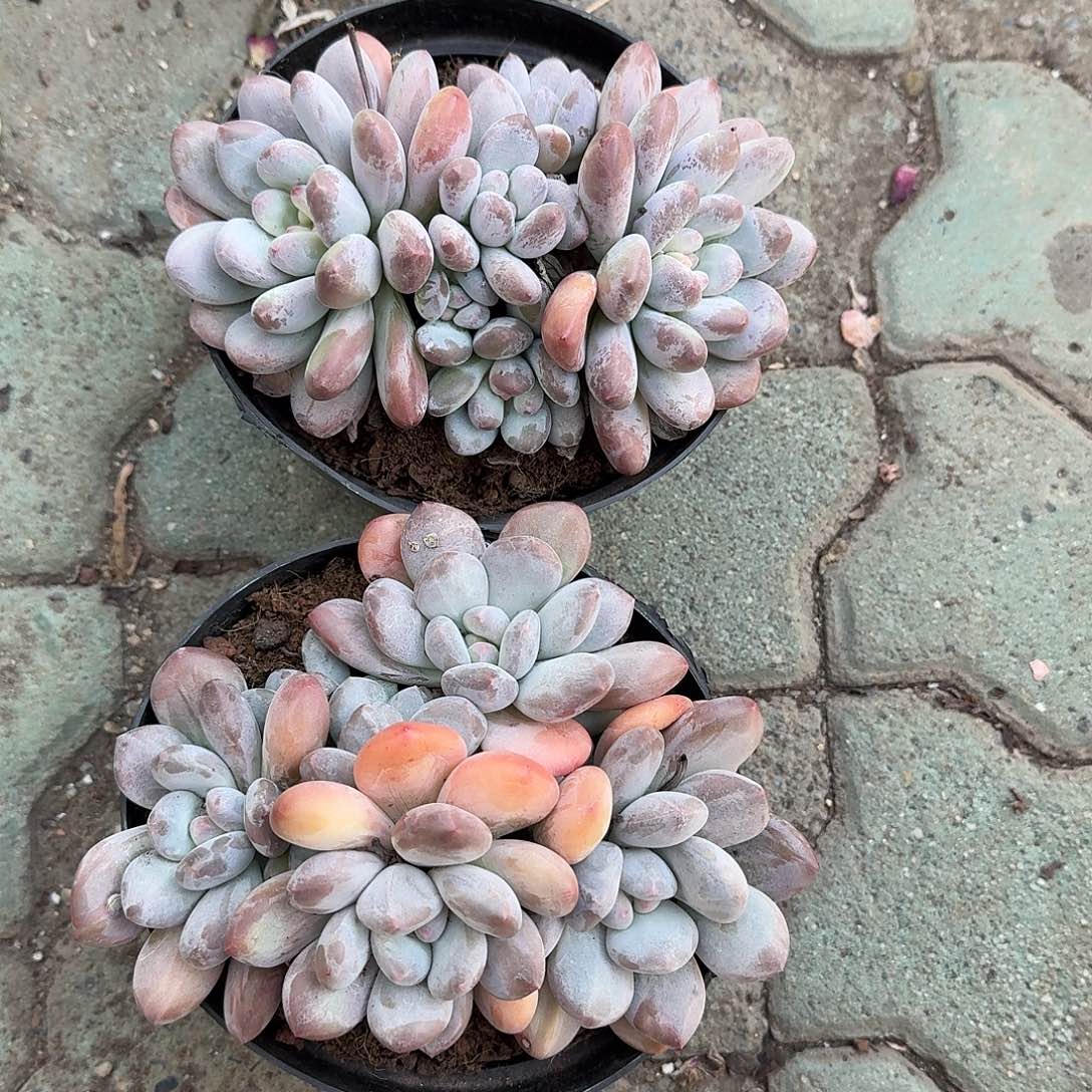 香水大号多肉植物