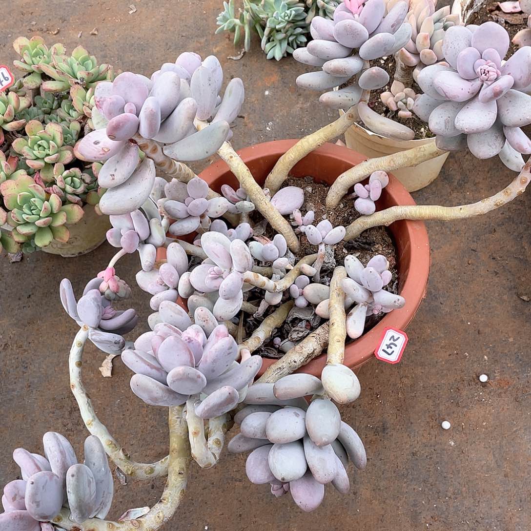 247大叶奶 一物一拍多肉